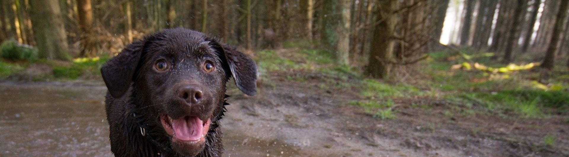 Valp springer i vattenpöl