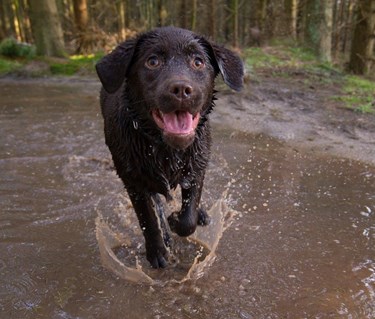 Valp springer i vattenpöl