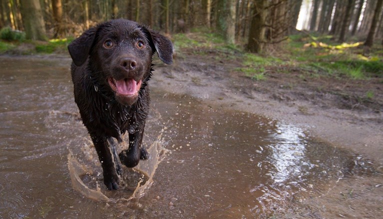 Valp springer i vattenpöl