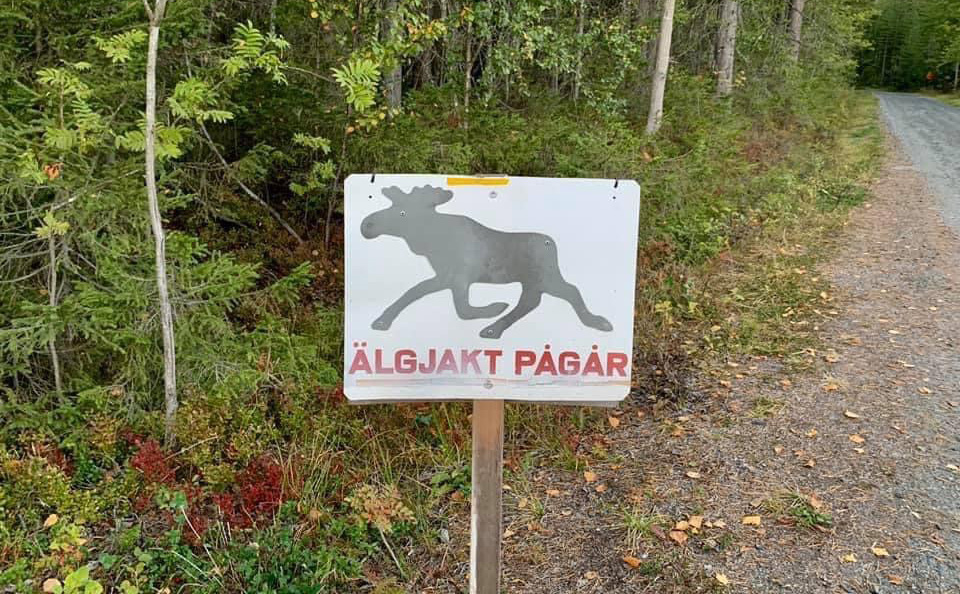 Skylt med en älg-siluett och texten "Älgjakt pågår"