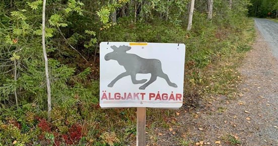 Skylt med en älg-siluett och texten "Älgjakt pågår"