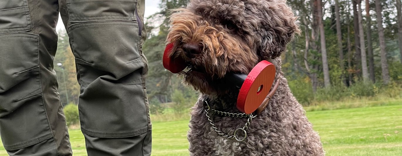Brun hund som håller en tungapport i munnen