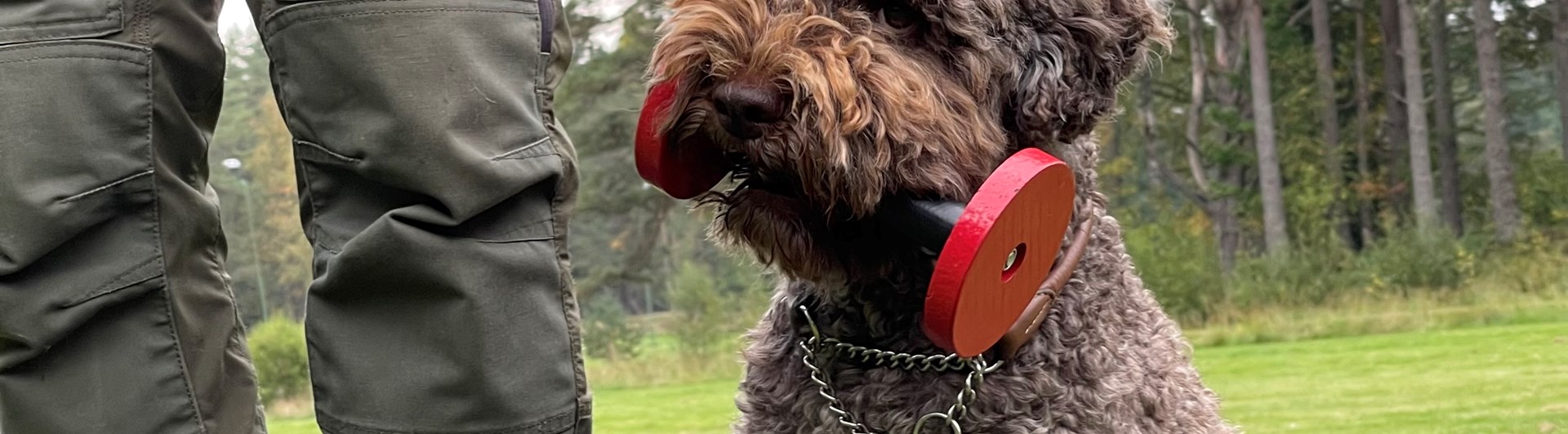 Brun hund som håller en tungapport i munnen