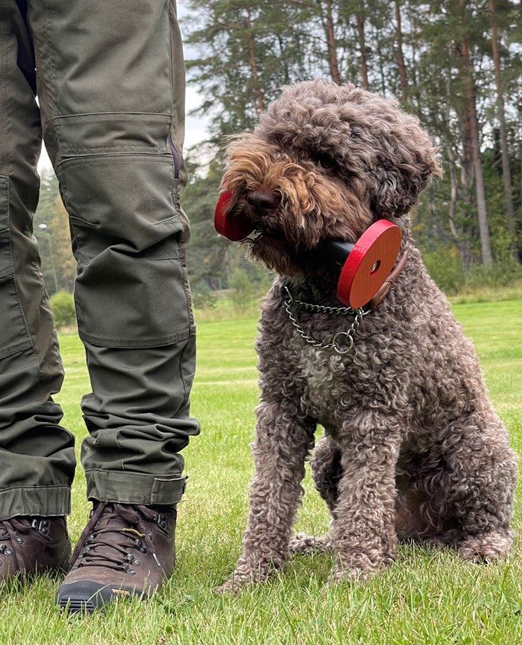 Brun hund som håller en tungapport i munnen