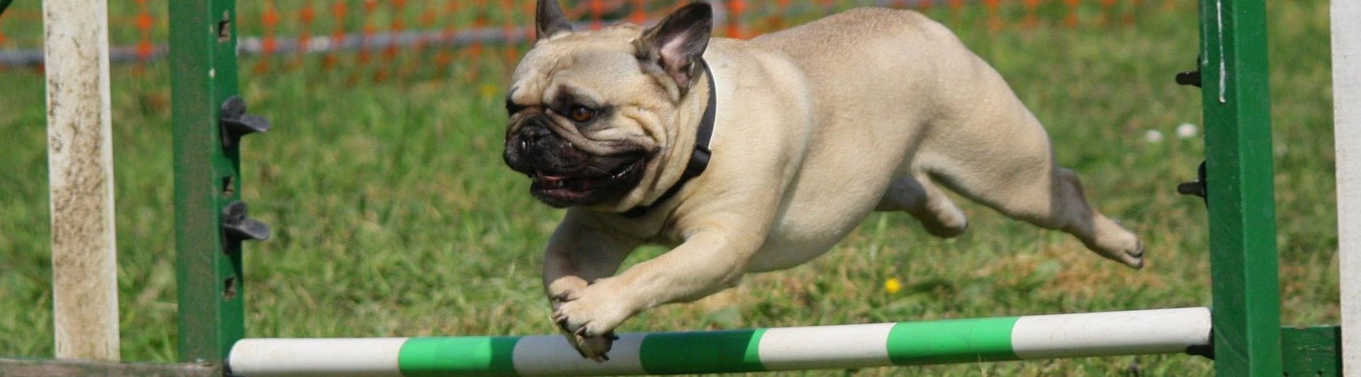 Hund som hoppar över ett hinder.