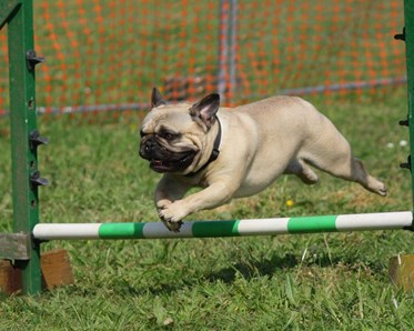 Hund som hoppar över ett hinder.