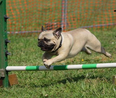Hund som hoppar över ett hinder.
