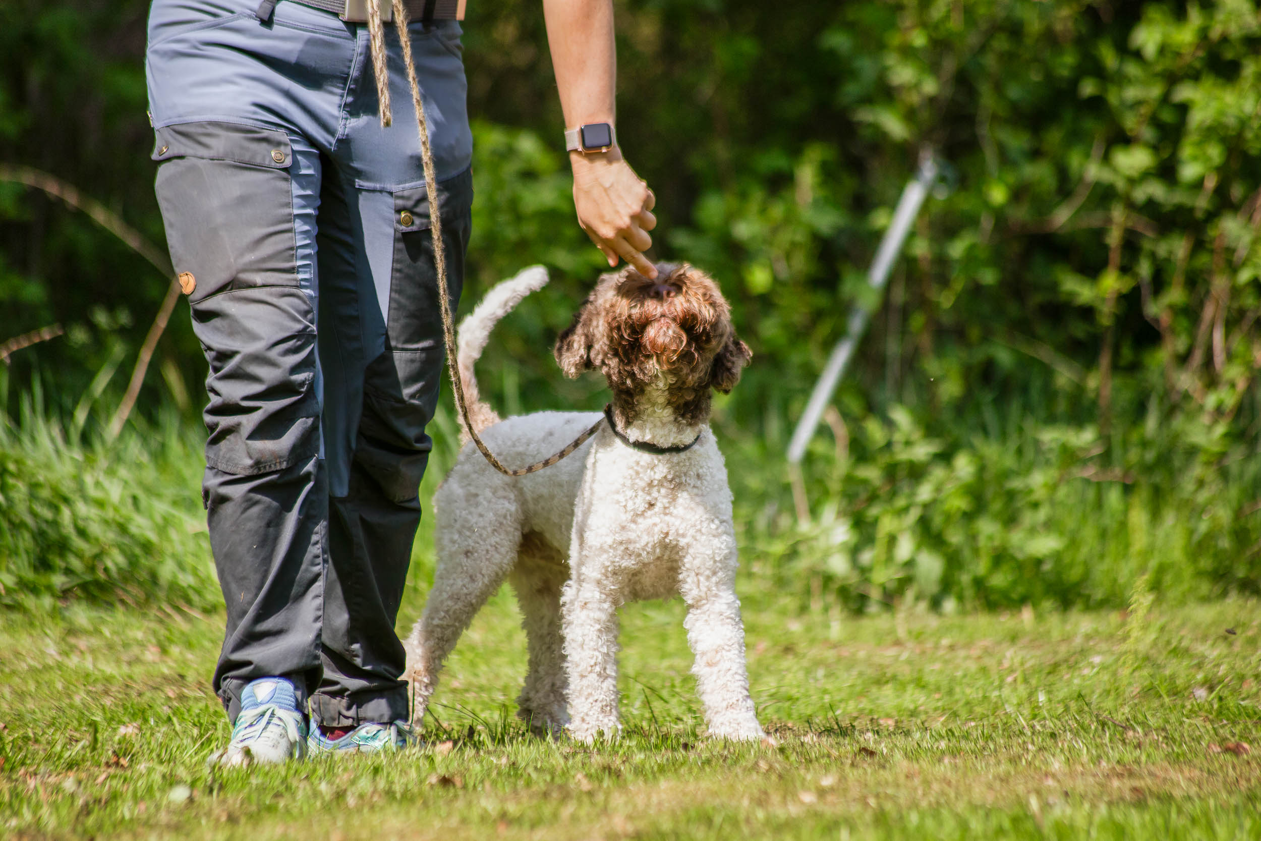 Vit hund med brunt huvud står på sin förares vänstra sida och nosar efter godis i förarens hand. 