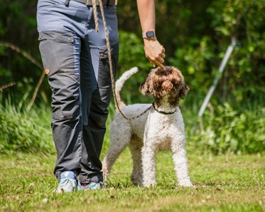 Vit hund med brunt huvud står på sin förares vänstra sida och nosar efter godis i förarens hand.