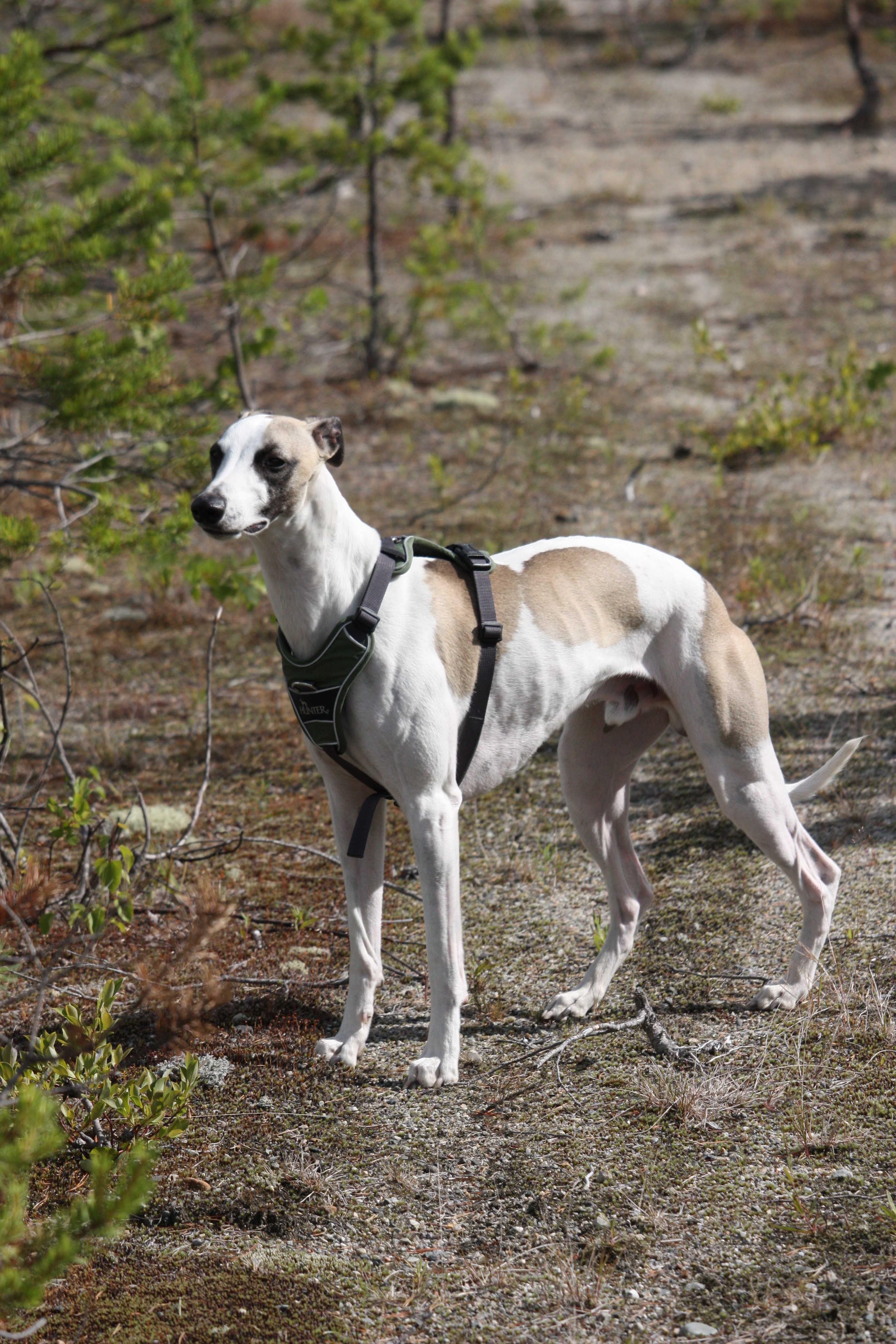 Whippet står och spanar i skogen