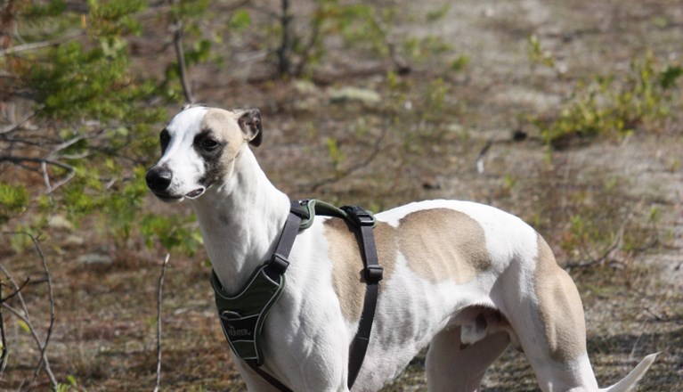 Whippet står och spanar i skogen