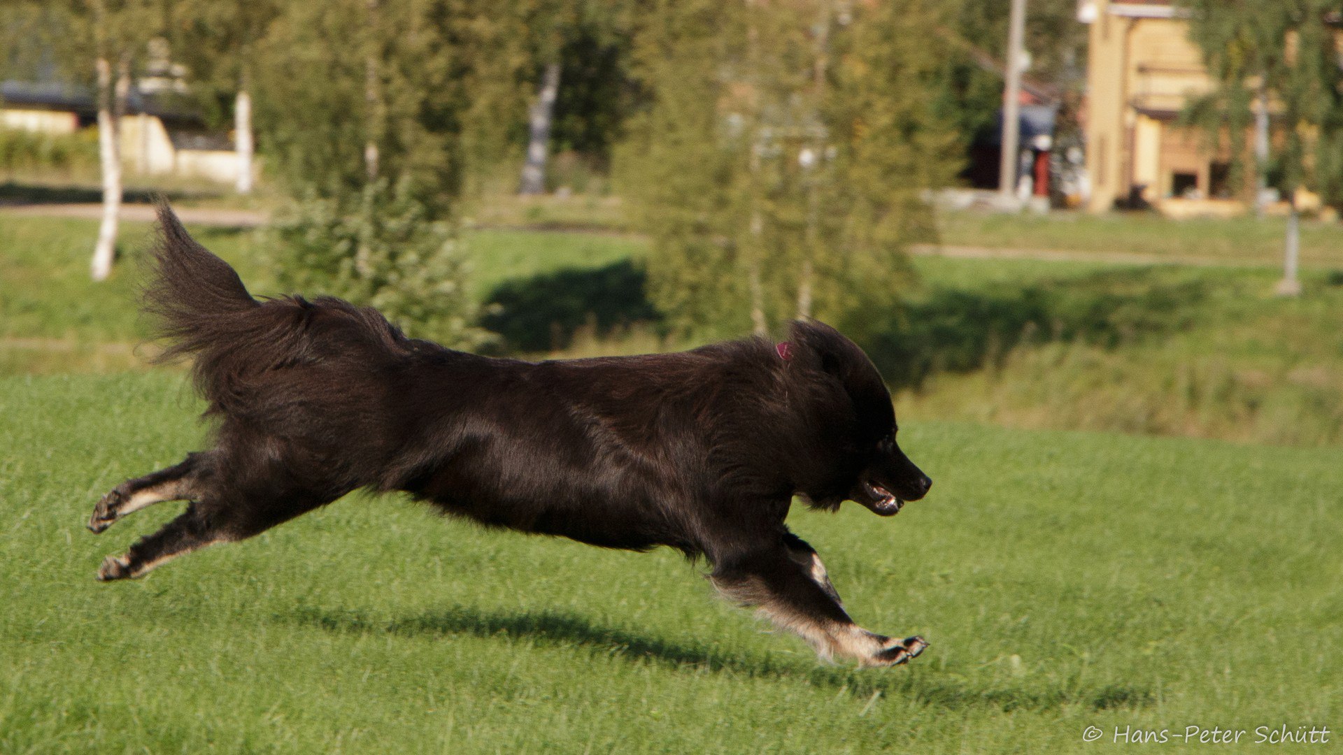 En stor svart hund som springer till höger i gräset
