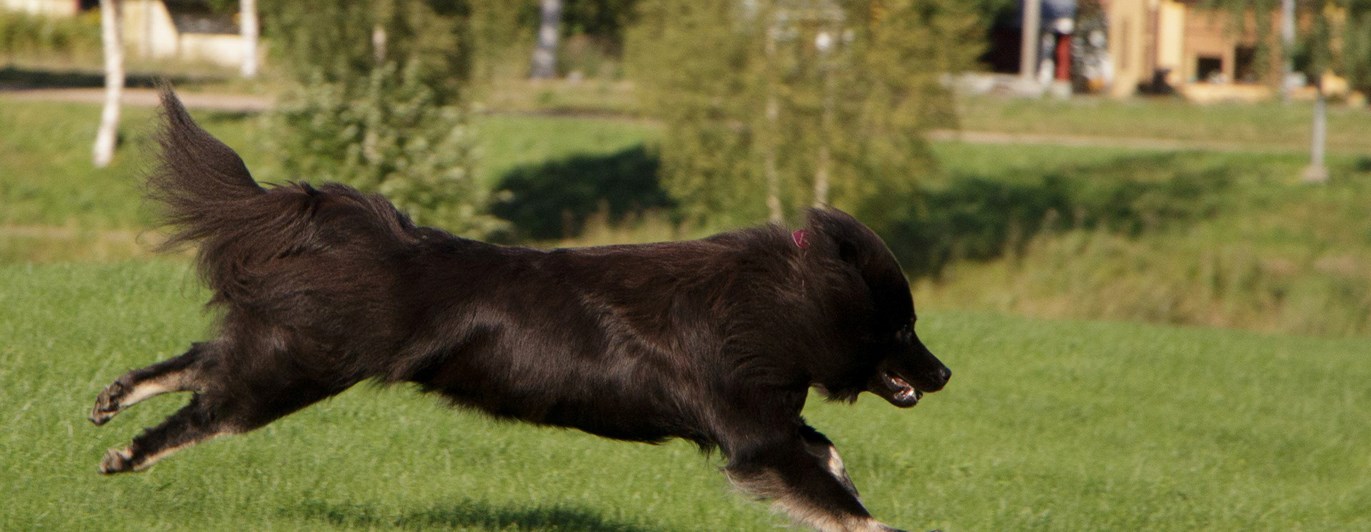 En stor svart hund som springer till höger i gräset
