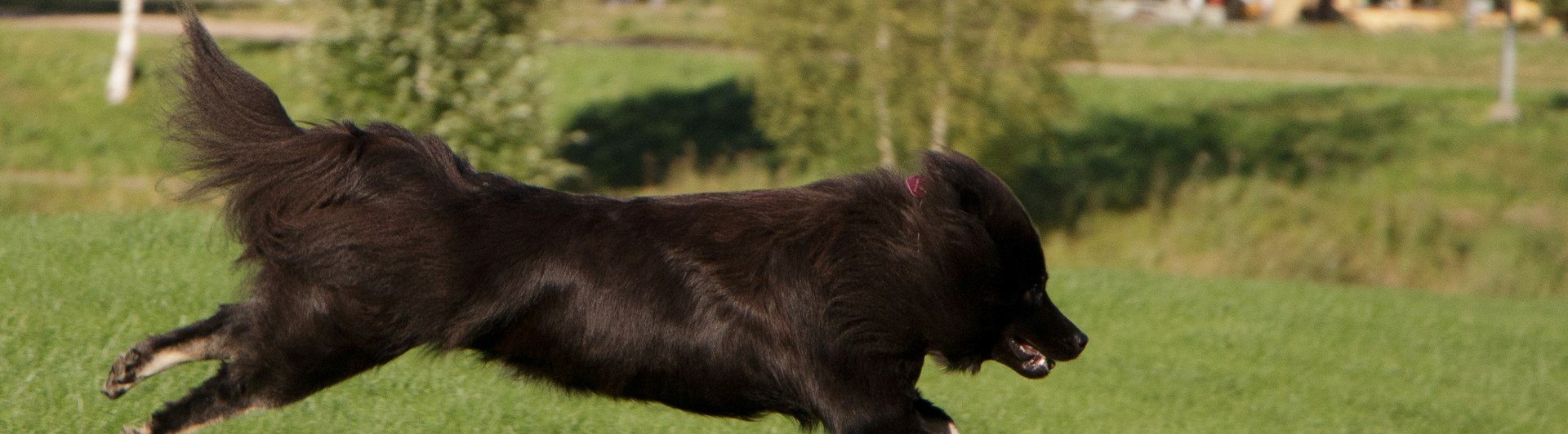 En stor svart hund som springer till höger i gräset