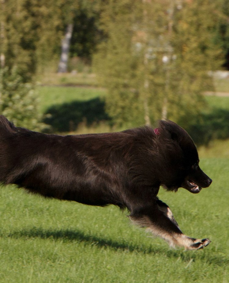 En stor svart hund som springer till höger i gräset