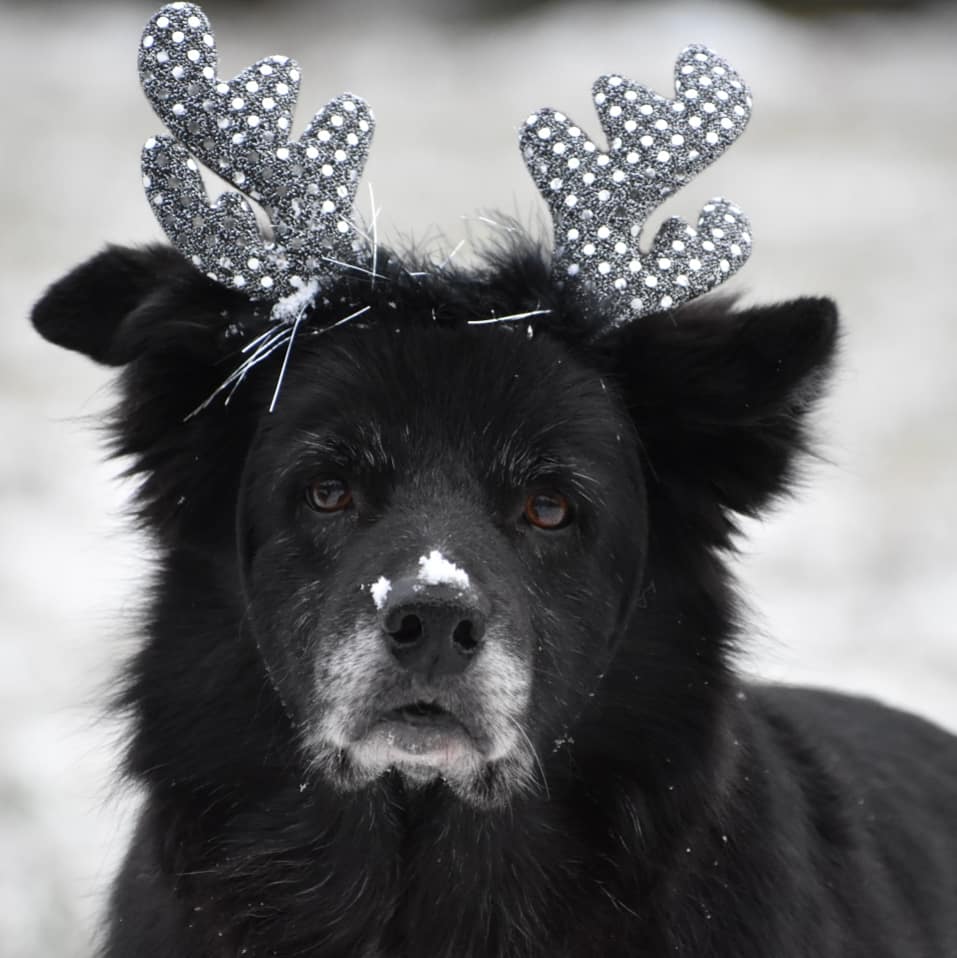 Hund med glittriga renhorn