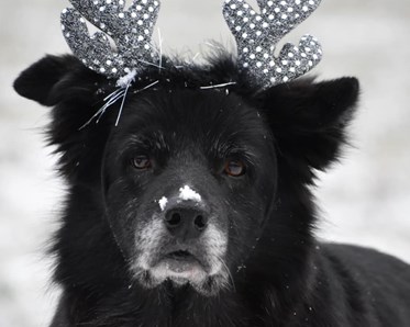 Hund med glittriga renhorn