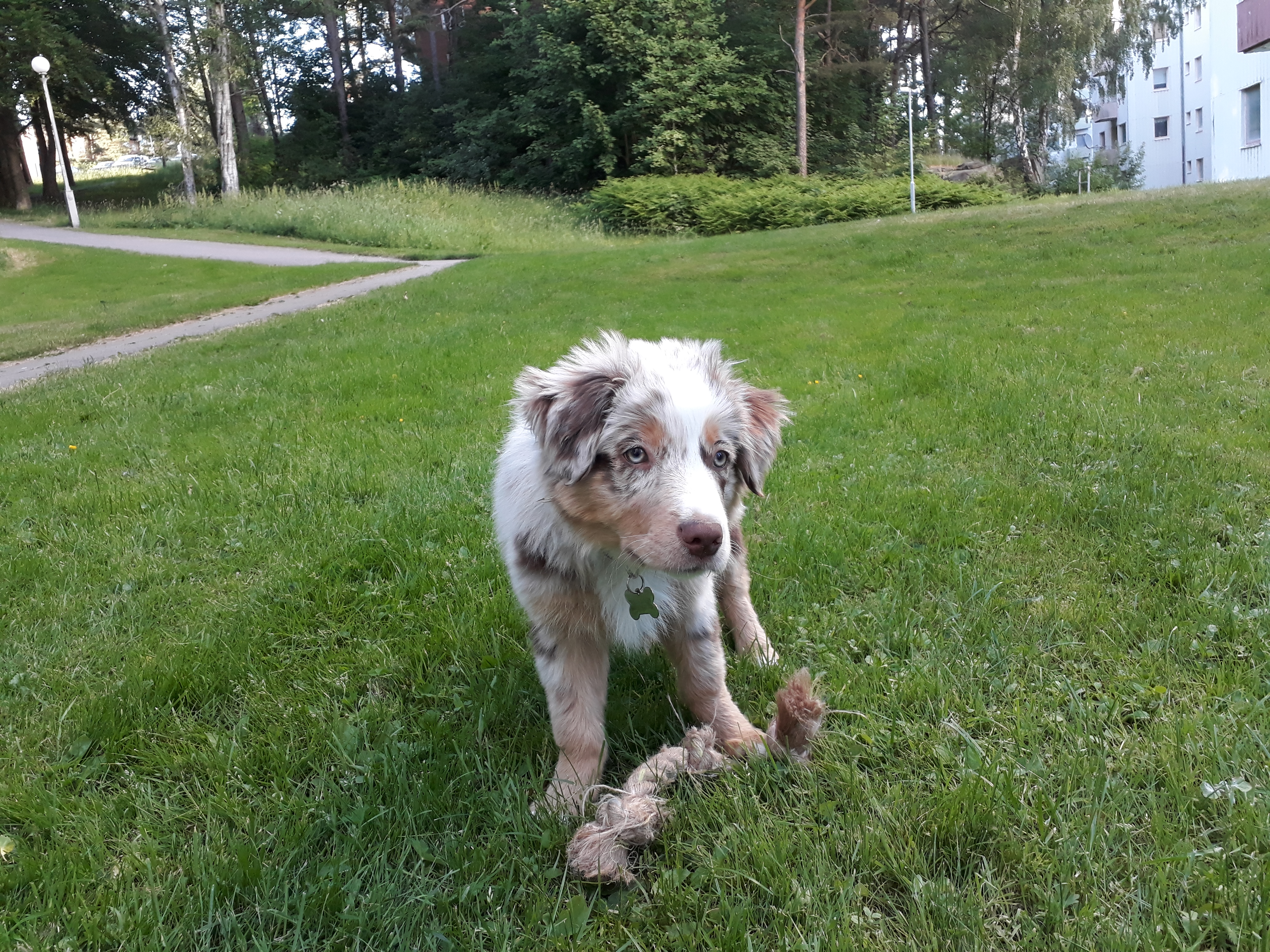 Aussievalp med leksak