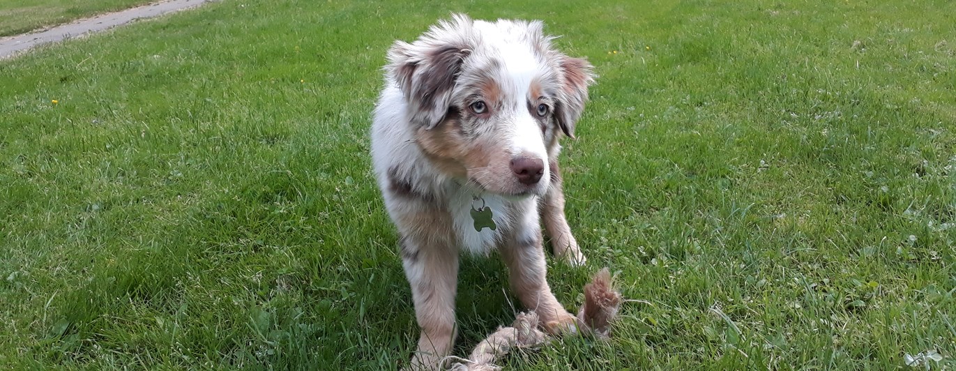 Aussievalp med leksak