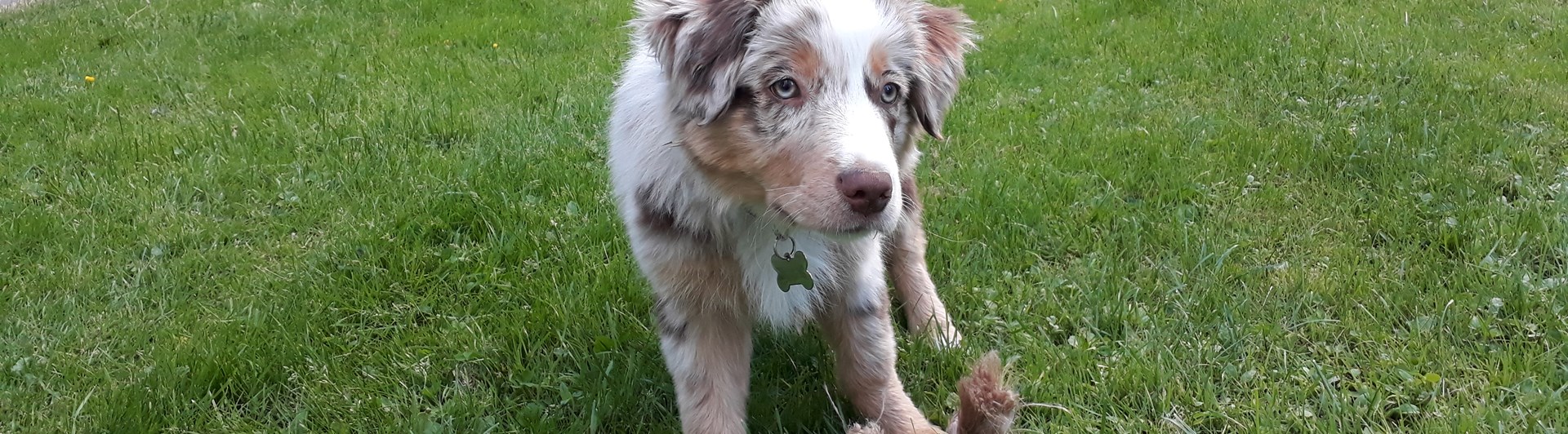 Aussievalp med leksak