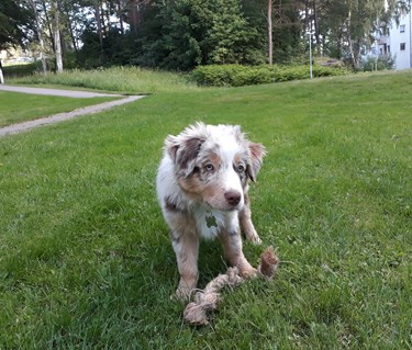 Aussievalp med leksak