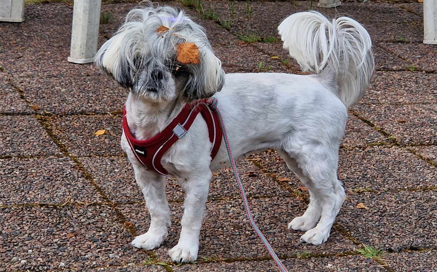 Vit liten hund med sele