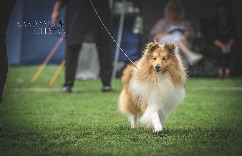 Utställning sheltie