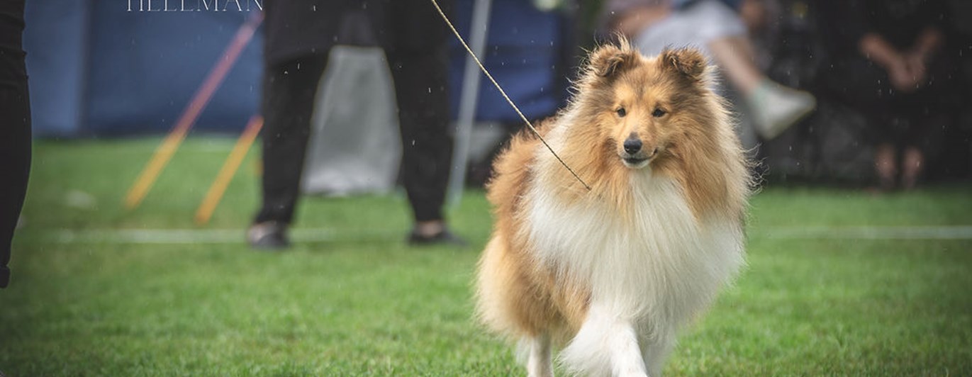 Utställning sheltie
