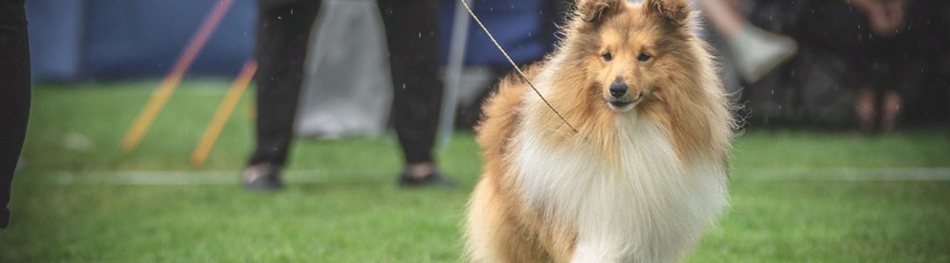 Utställning sheltie
