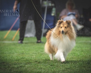 Utställning sheltie