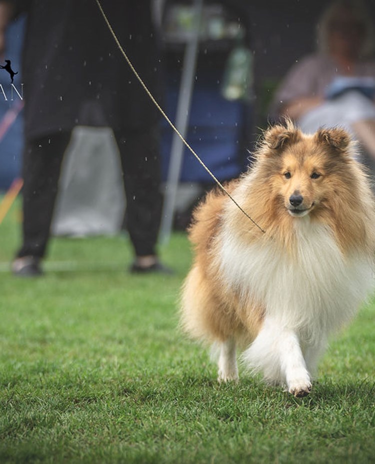 Utställning sheltie