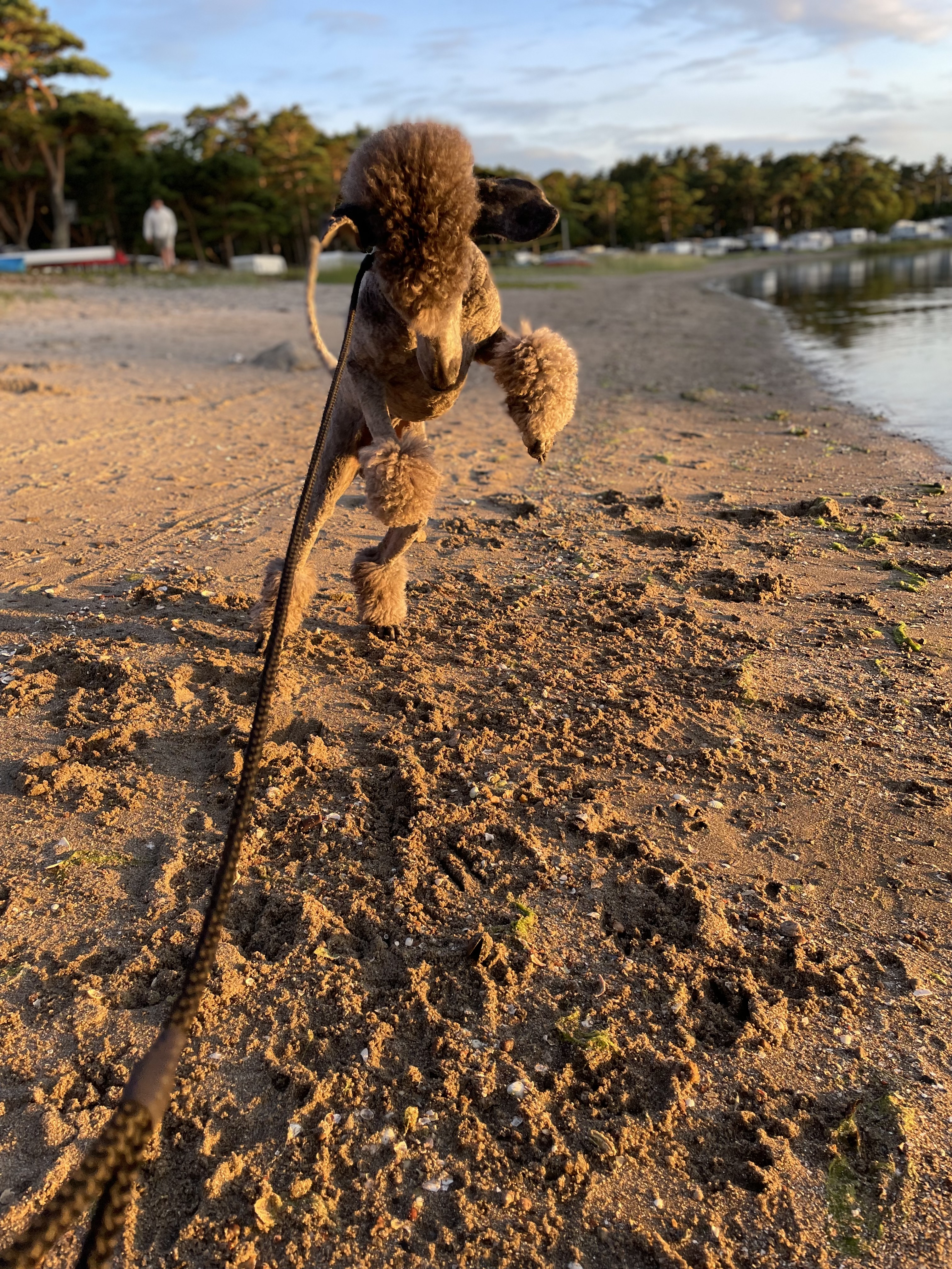 Huns som skuttar på stranden