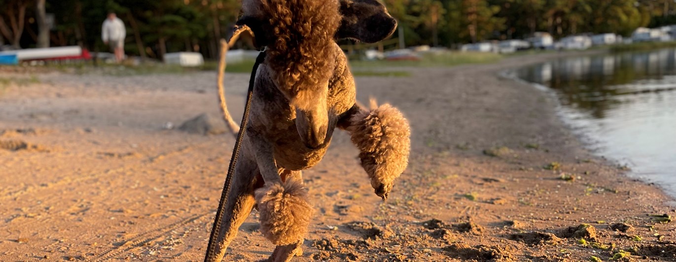 Huns som skuttar på stranden