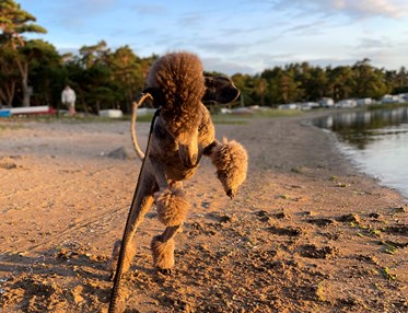 Huns som skuttar på stranden