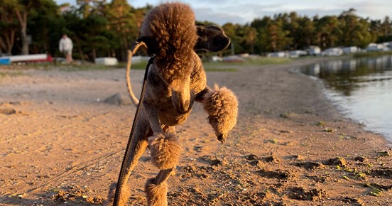 Huns som skuttar på stranden