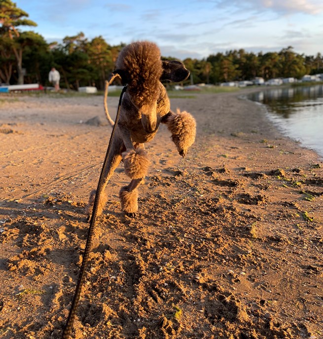 Huns som skuttar på stranden