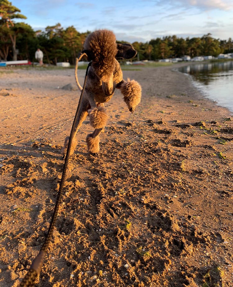 Huns som skuttar på stranden