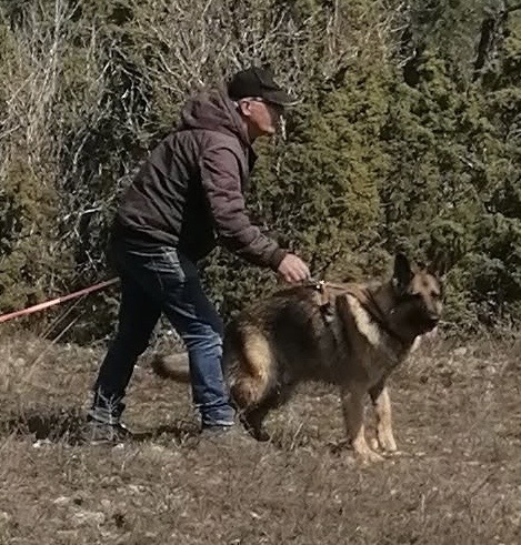 Spårpåsläpp med schäfer