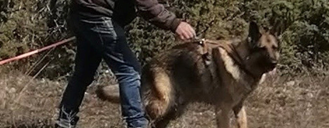 Spårpåsläpp med schäfer