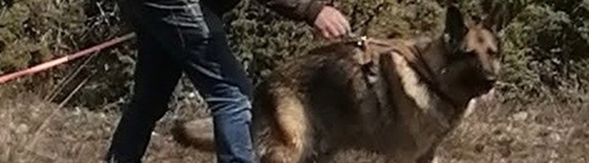 Spårpåsläpp med schäfer