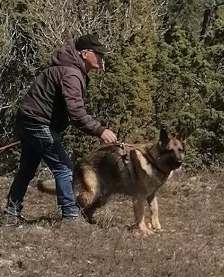 Spårpåsläpp med schäfer