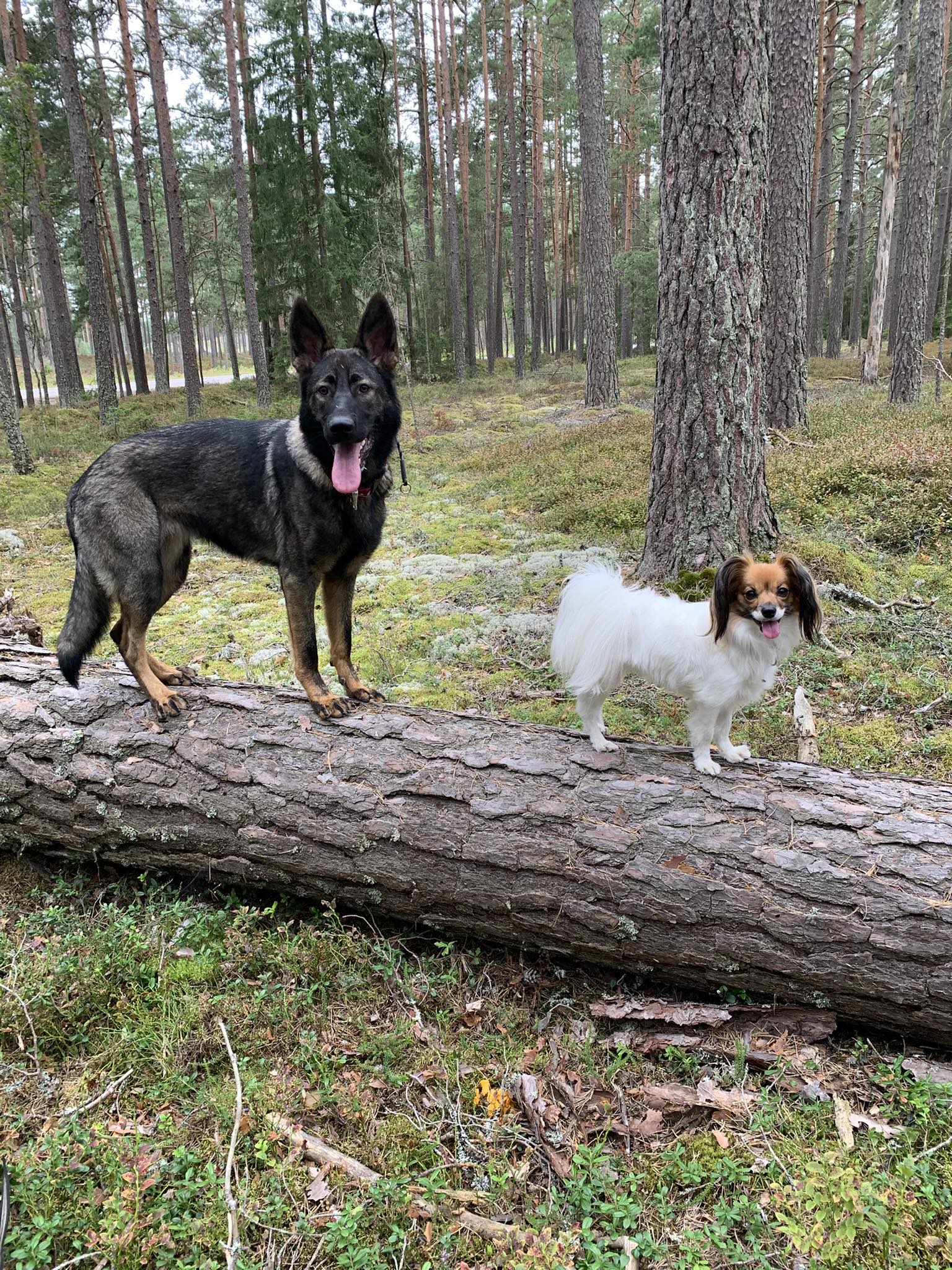 Schäfer och phalene balanserar på en stock