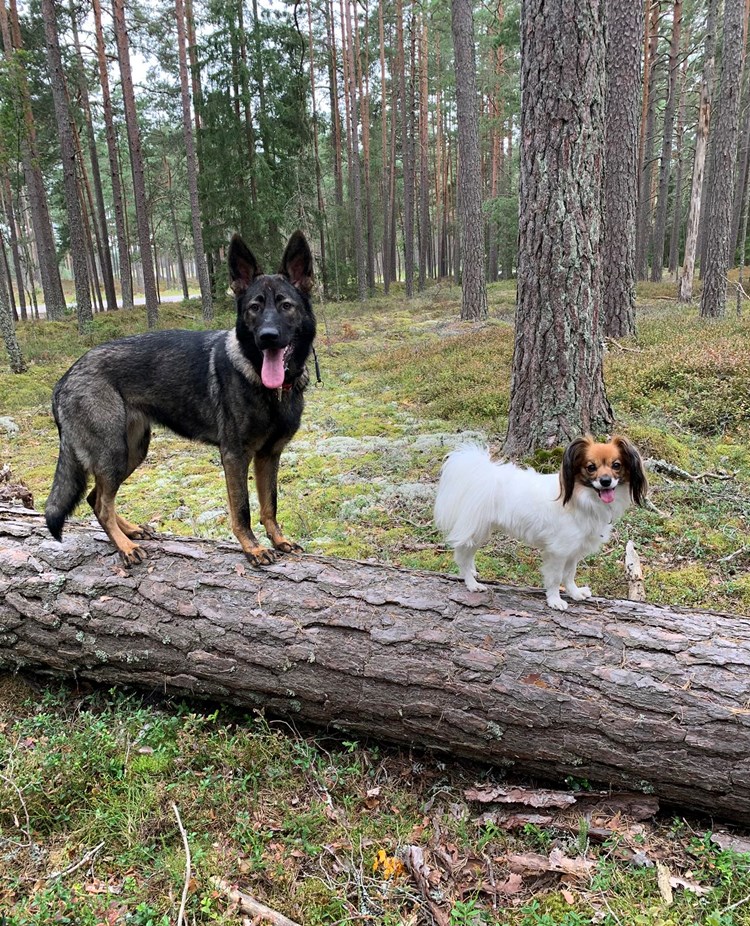 Schäfer och phalene balanserar på en stock