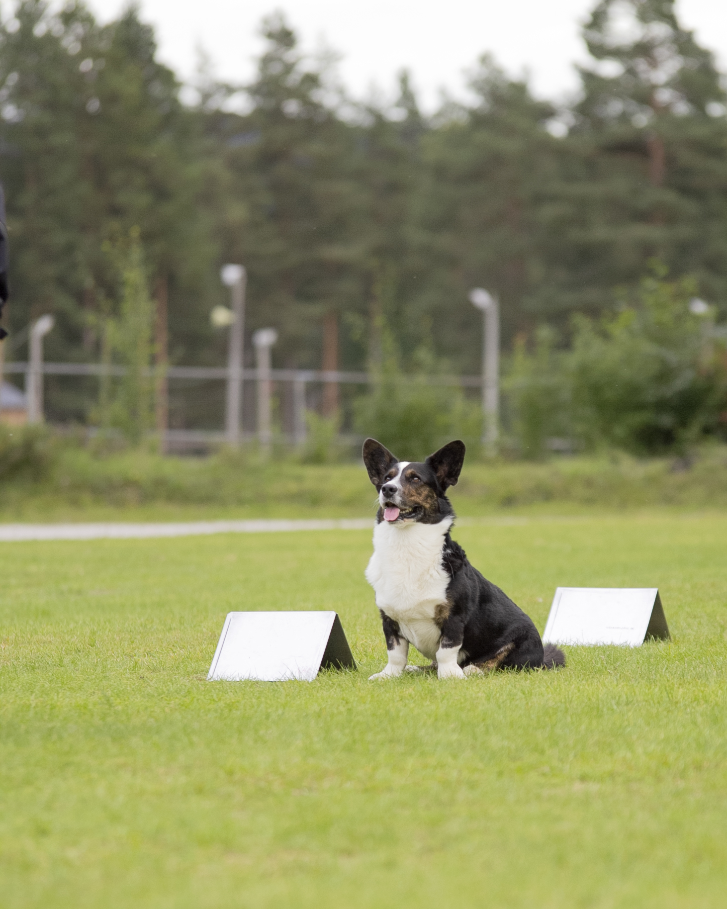 Rallylydnad Nedansiljans Brukshundsklubb
