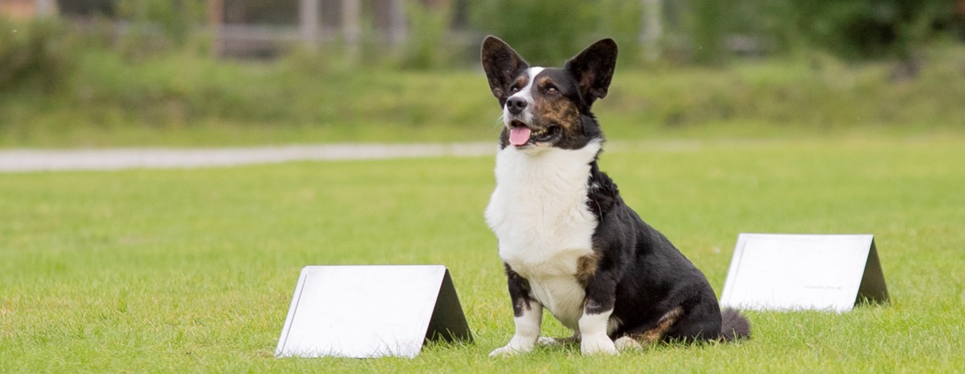 Rallylydnad Nedansiljans Brukshundsklubb