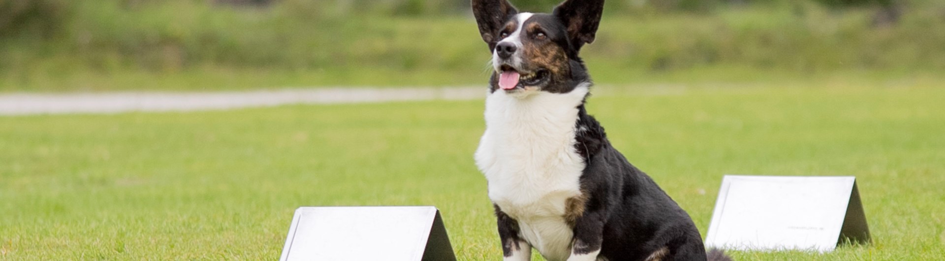 Rallylydnad Nedansiljans Brukshundsklubb