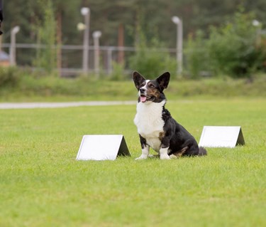 Rallylydnad Nedansiljans Brukshundsklubb