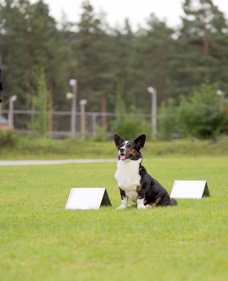 Rallylydnad Nedansiljans Brukshundsklubb