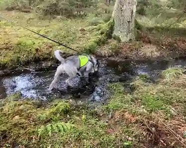 Hund i vattendrag