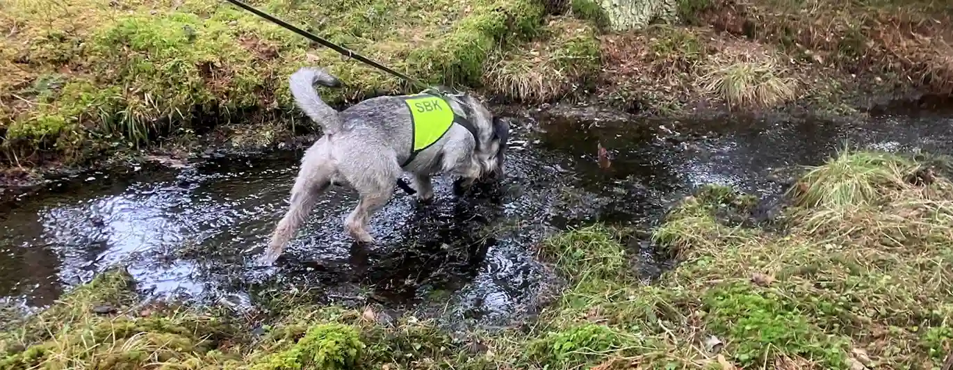 Hund i vattendrag